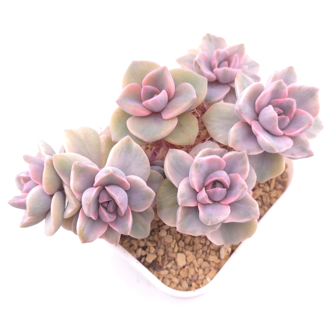 Graptoveria ‘Mrs Richard’ variegated | 彩虹糖錦