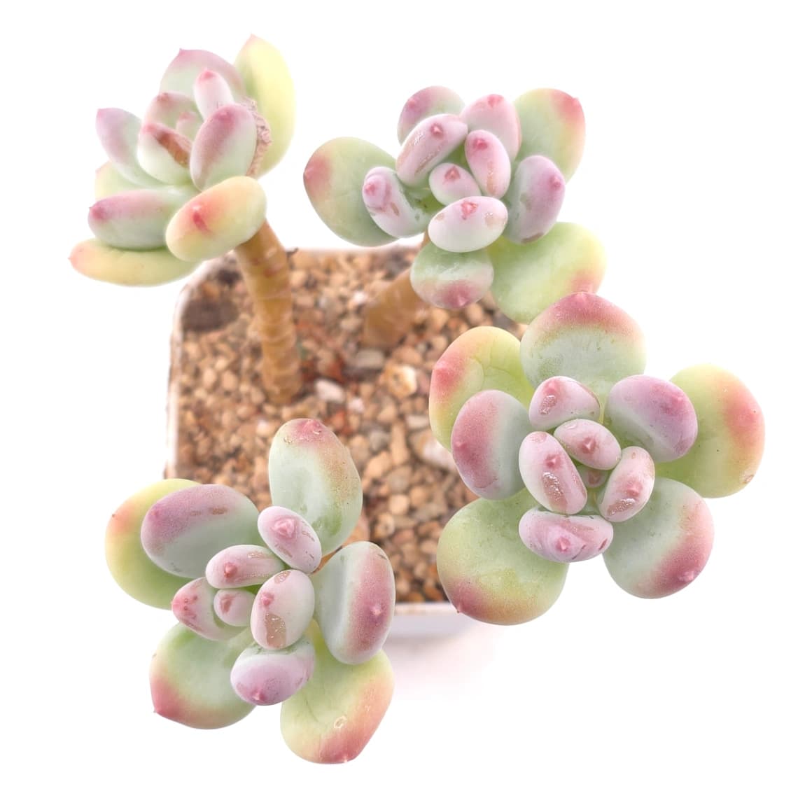Pachyphytum 'Mikadukibijin' | 三日月美人