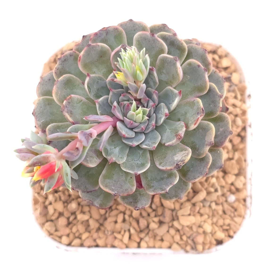 Echeveria 'Pinwheel' | 紙風車