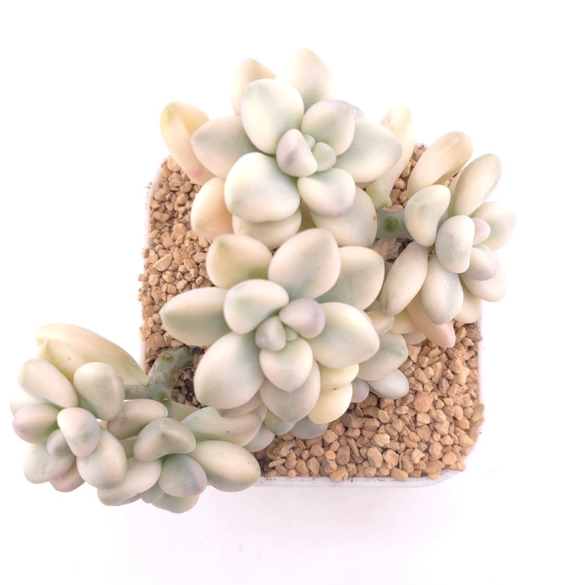 Graptopetalum 'Ellen' variegated | 艾倫錦