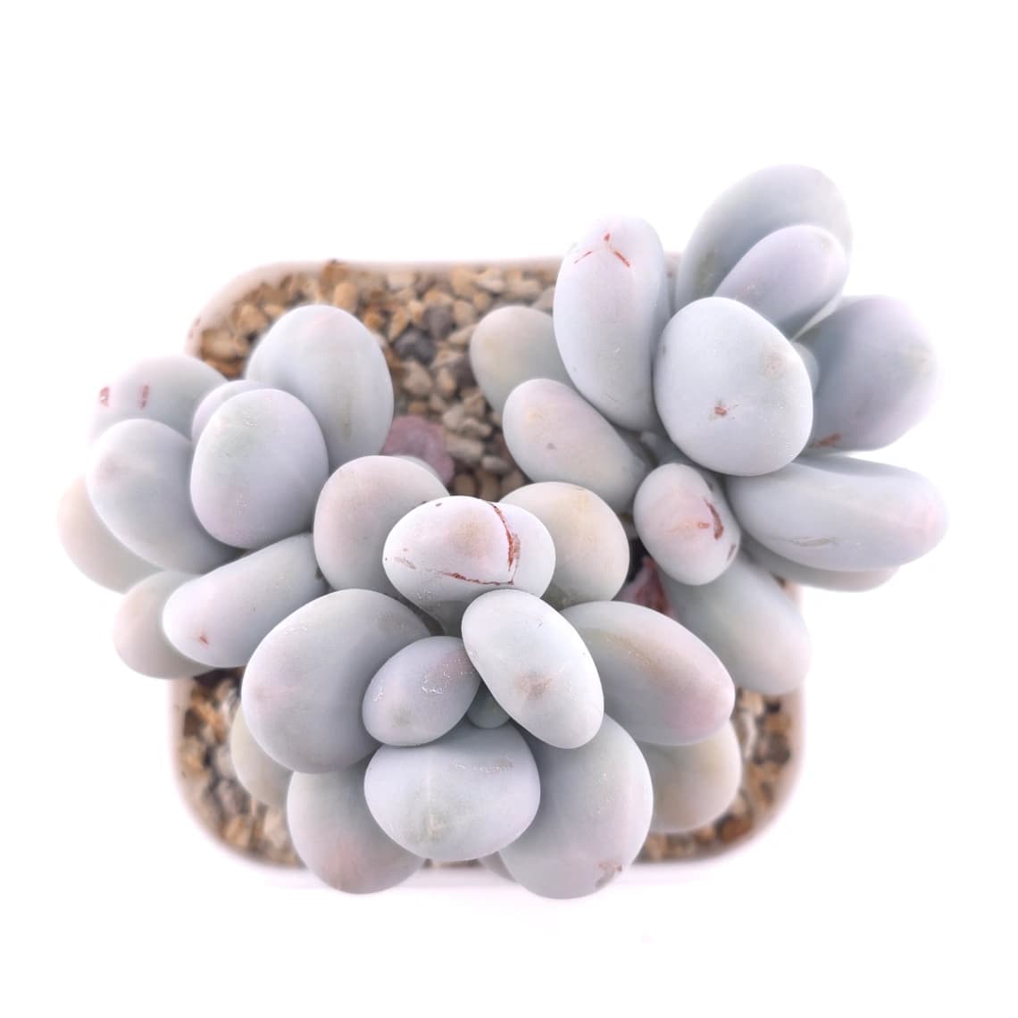 Pachyphytum ‘Cheese’ | 奶酪
