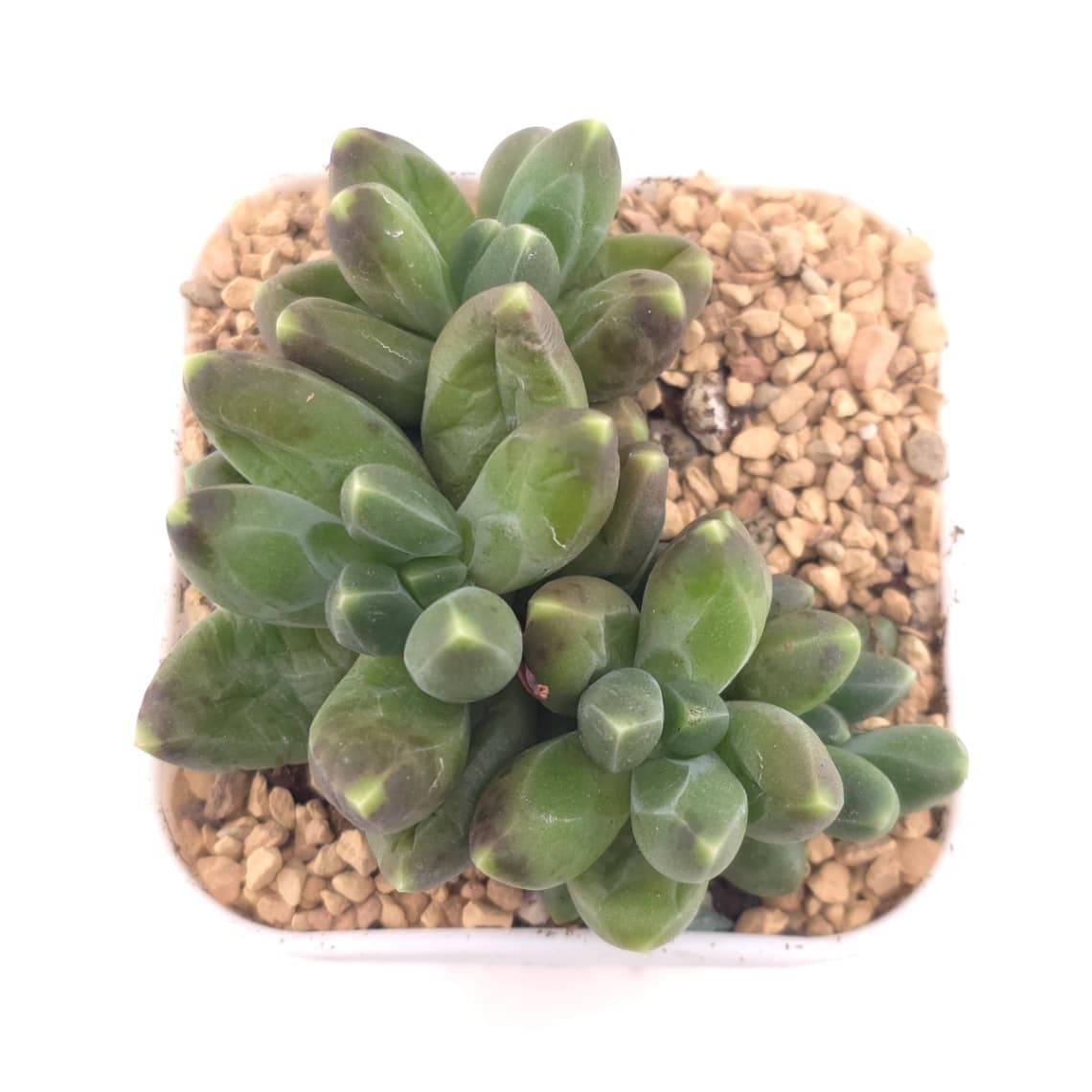 Pachyphytum compactum ‘Little Jewel’ | 千代田之松