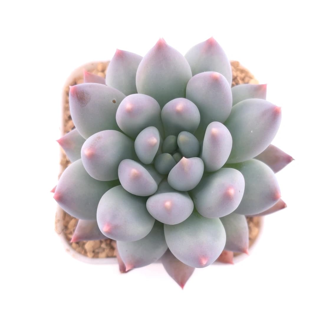 Pachyphytum 'Ice Fruit' | 冰果