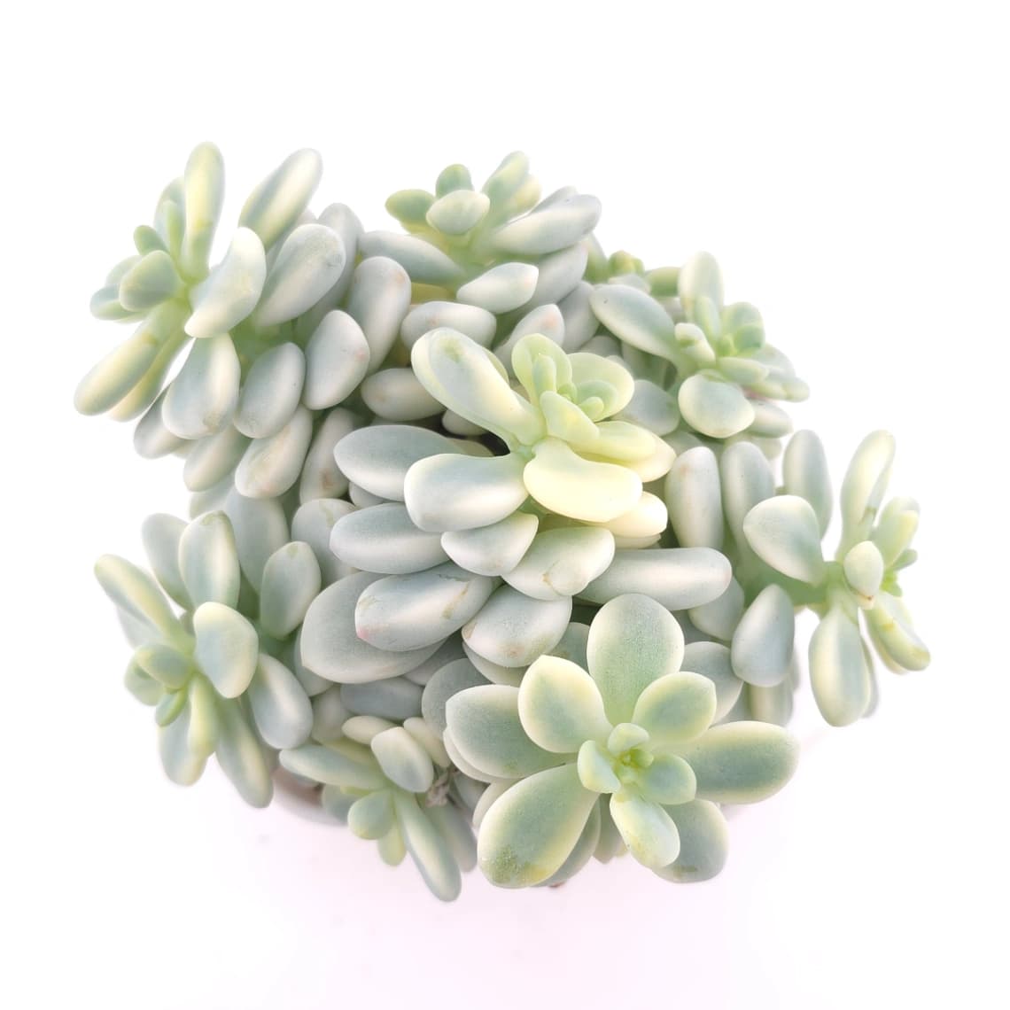 Sedum clavatum variegated | 勞爾錦