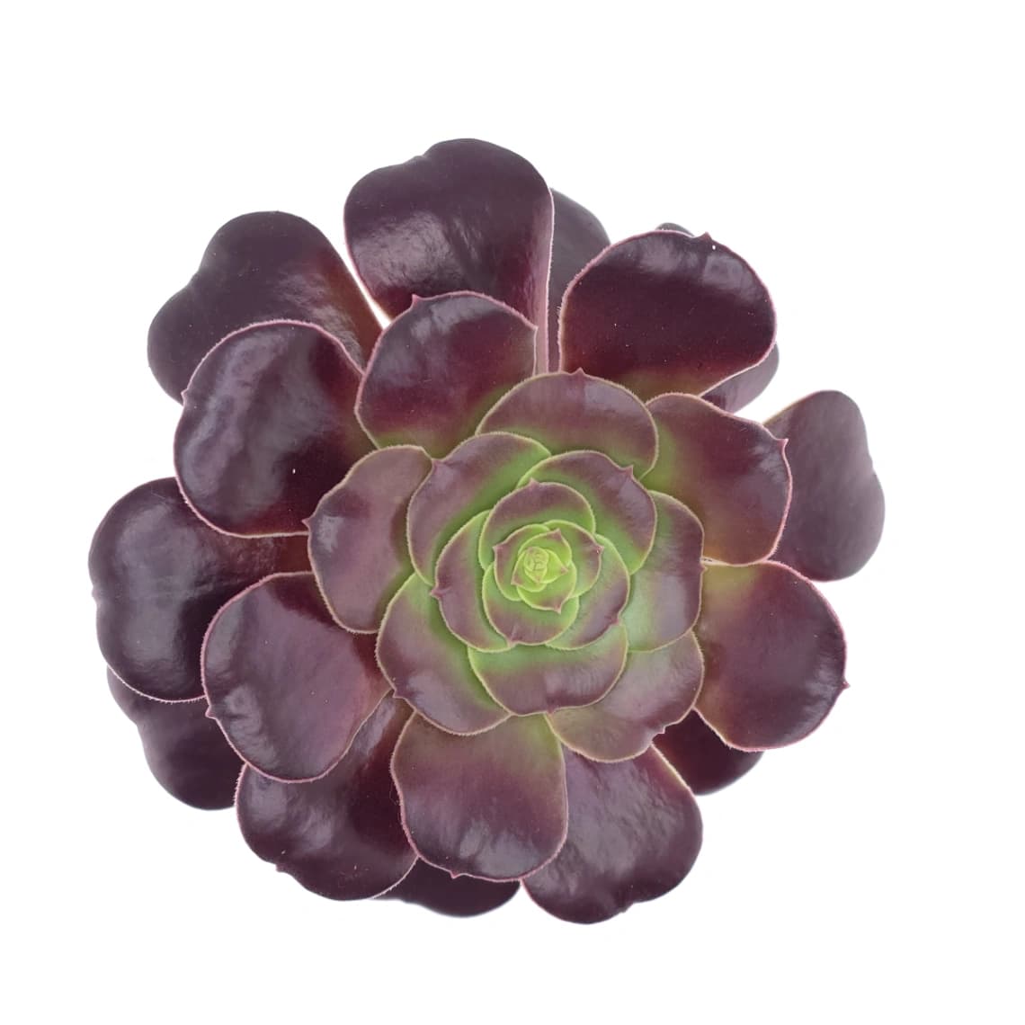 Aeonium ‘Chocolate Rose’ | 巧克力玫瑰