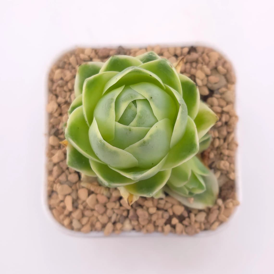 Aeonium greenovia 'Spring Dawn' | 春曉玫瑰