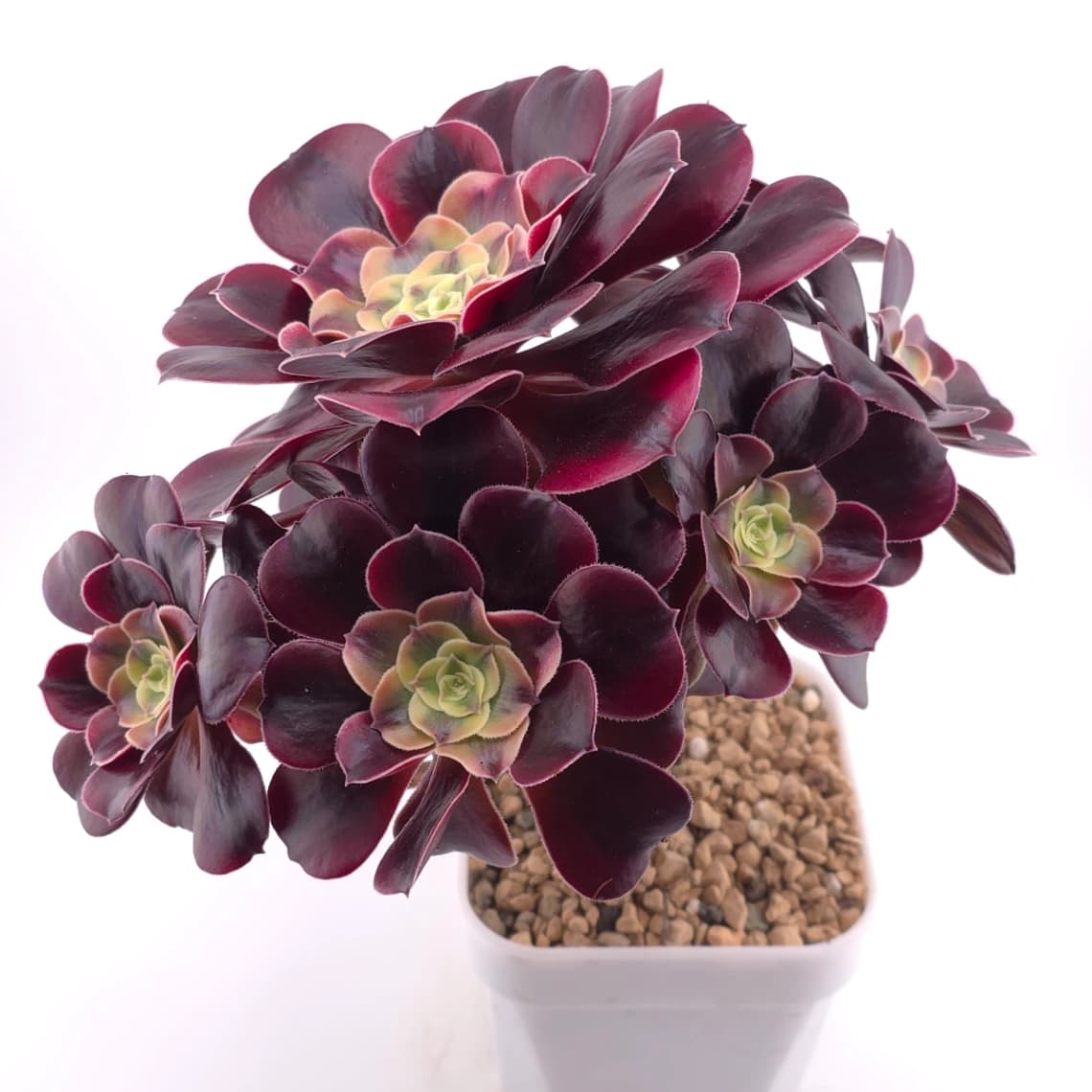 Aeonium ‘Medusa’ | 美杜莎法師