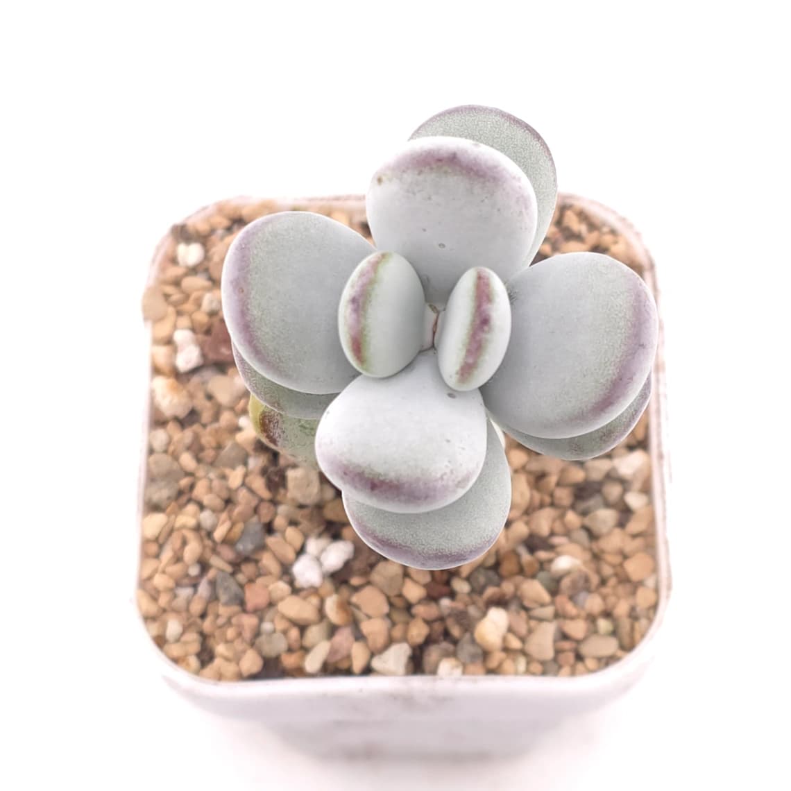 Cotyledon orbiculata | 乒乓福娘