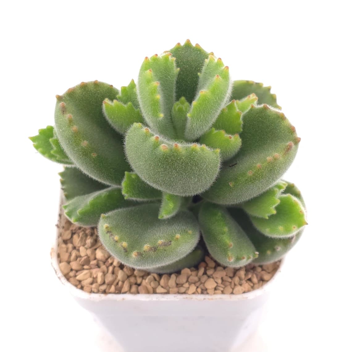 Cotyledon tomentosa ‘Bear’s Paw’ | 綠熊 / 熊童子