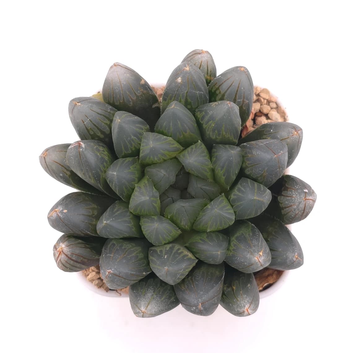 Haworthia 'Dark Skin' | 黑肌玉露