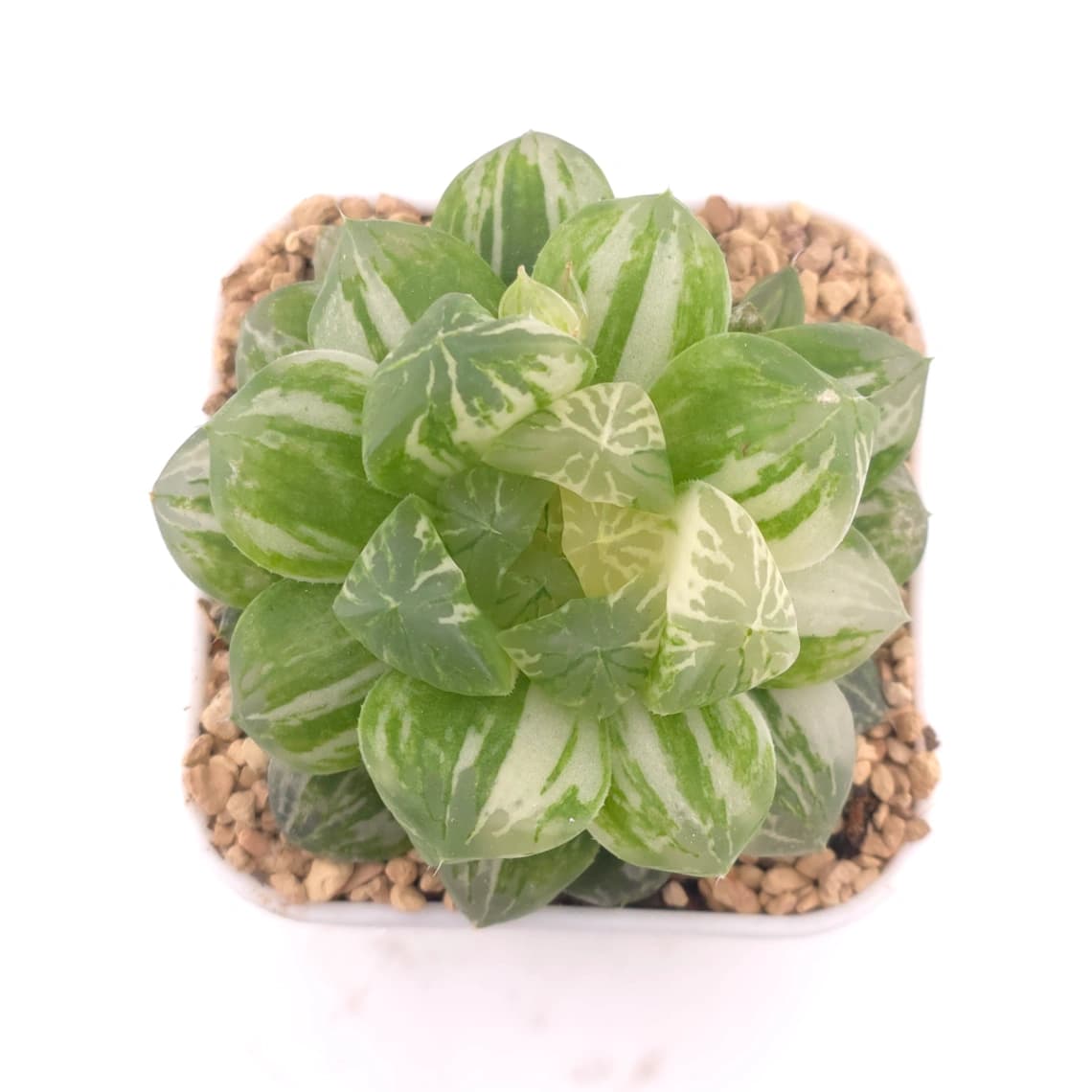 Haworthia Emerald Marine variegated | 碧海玉露锦