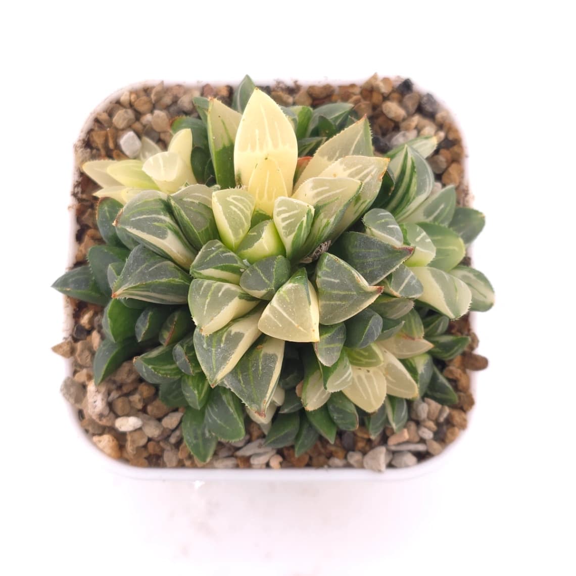 Haworthia Heidelbergensis Variegated | 姬壽錦