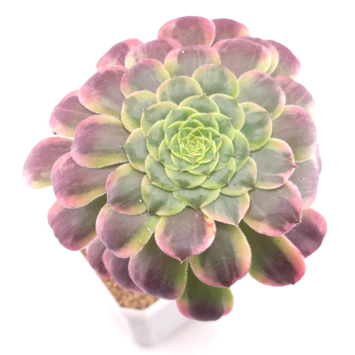 Aeonium ‘Lavender Fairy' | 紫霞仙子