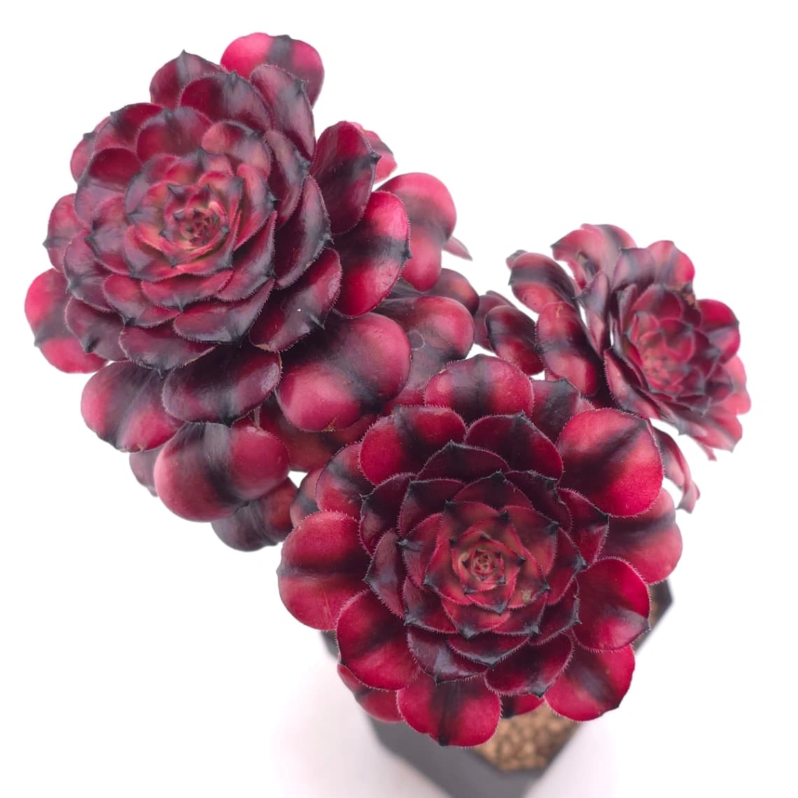 Aeonium ‘Velvet Rose’ | 天鵝絨法師