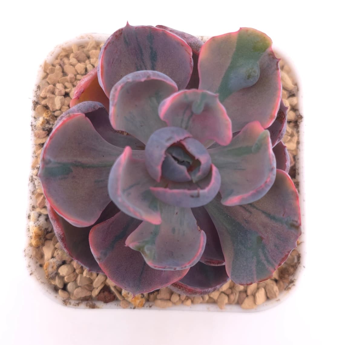 Echeveria ‘Beyonce Rainbow’ | 碧昂斯彩虹錦