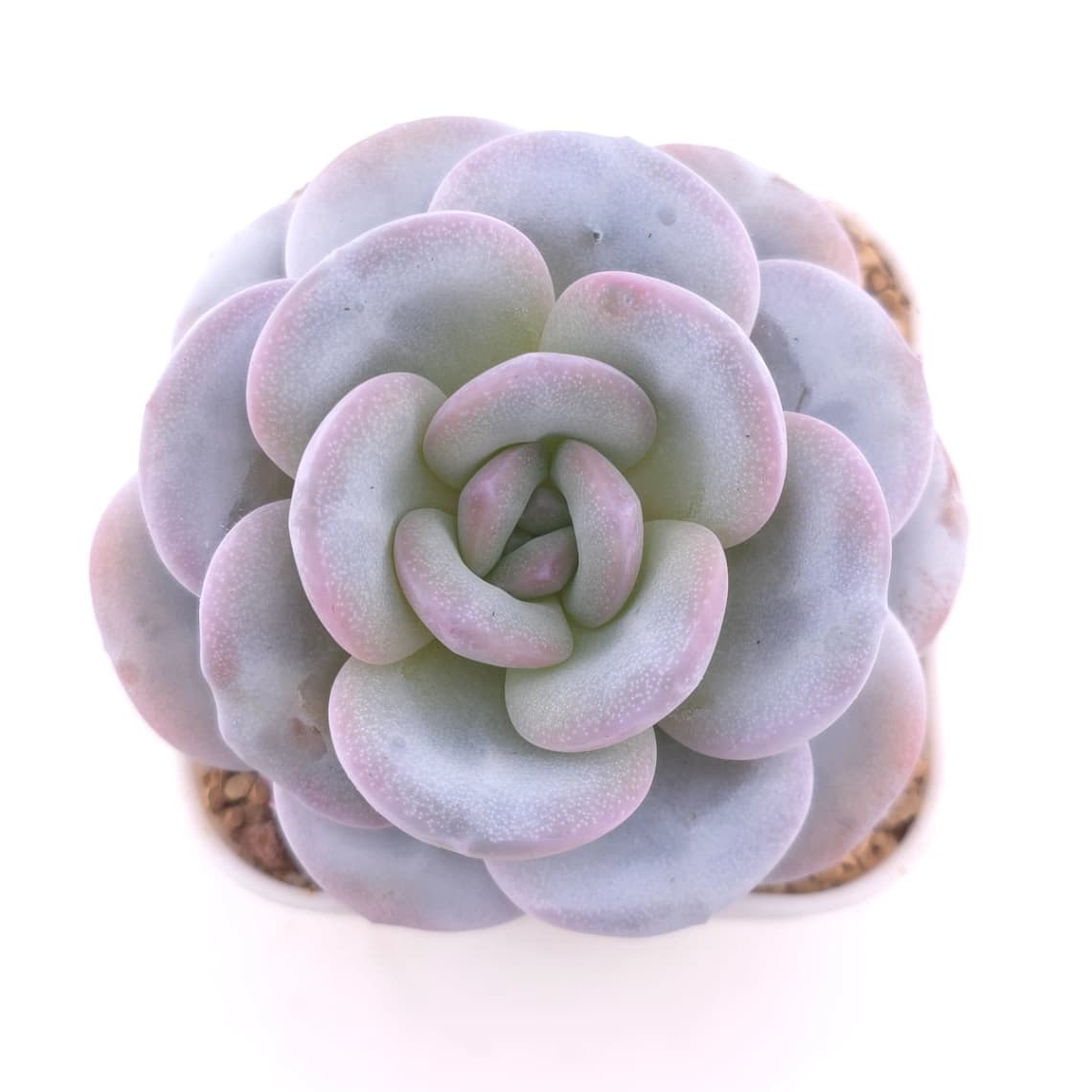 Echeveria laui | 雪蓮