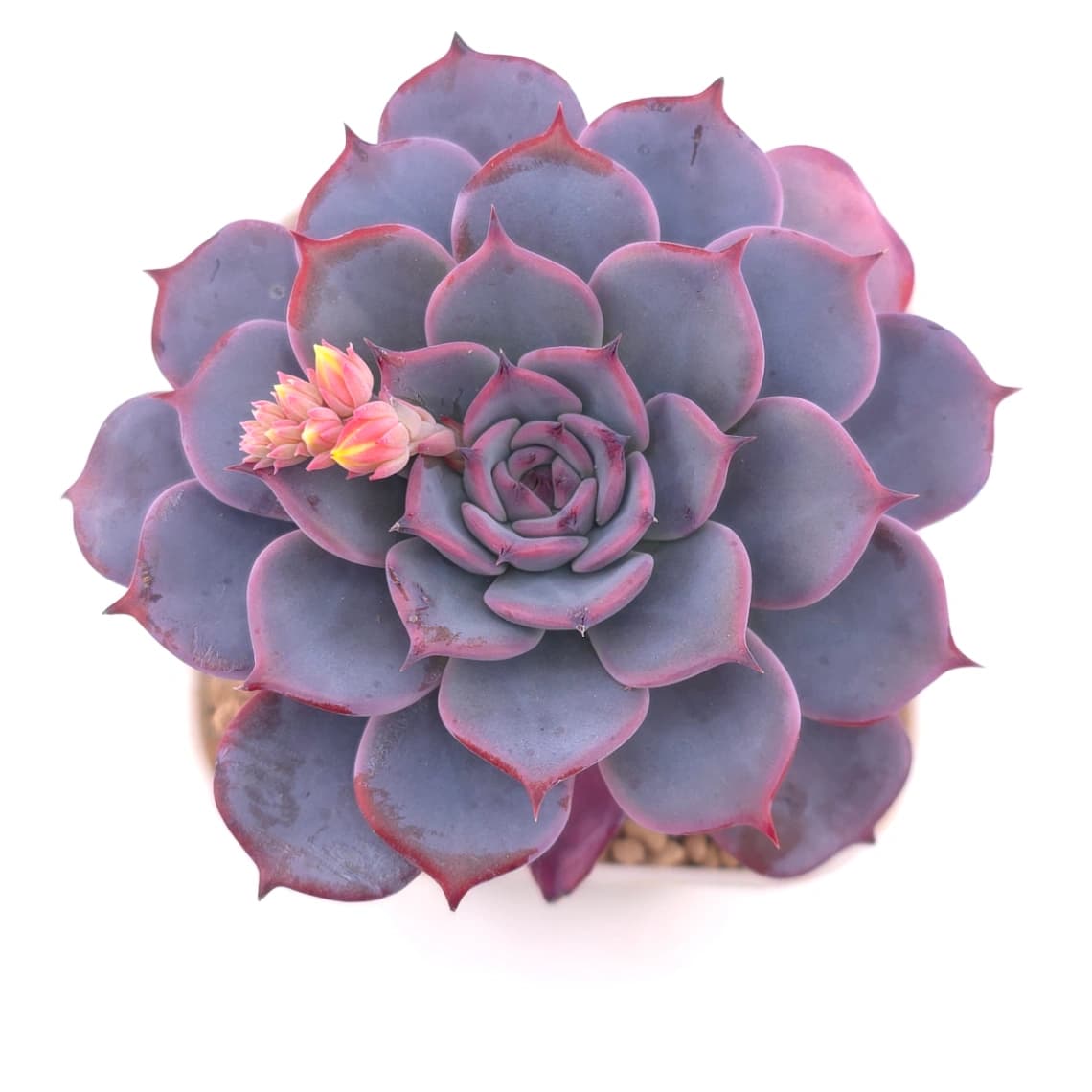 Echeveria ‘Laulensis’ | 勞倫斯
