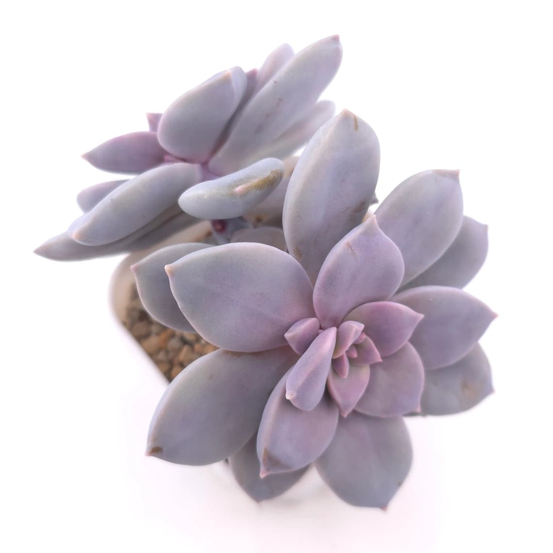 Graptopetalum pentandrum superbum | 華麗風車