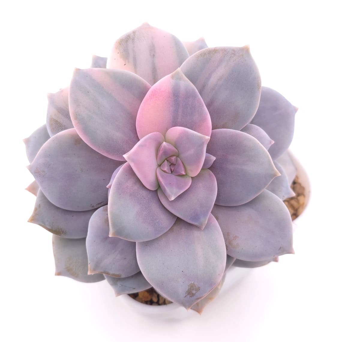 Graptopetalum pentandrum superbum variegated | 華麗風車錦