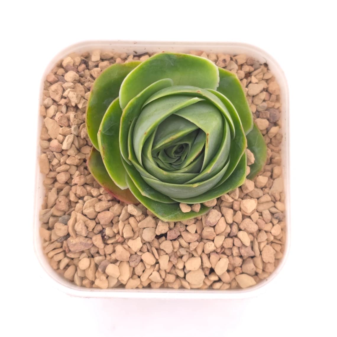 Aeonium greenovia spp. | 山地玫瑰雜