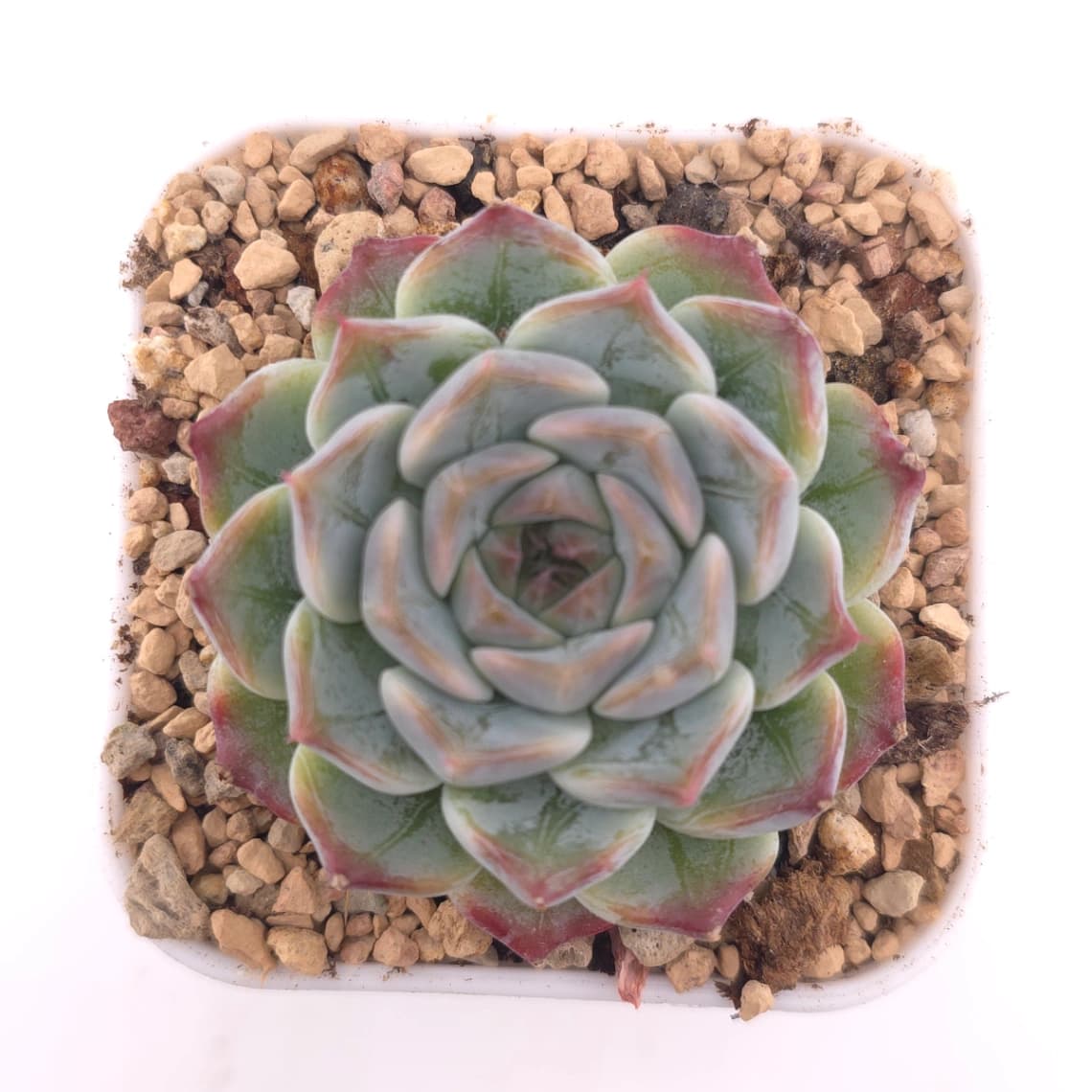 Echeveria ‘Pink Sea’ | 粉海