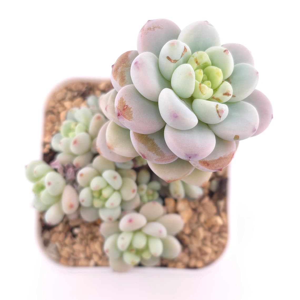 Sedum clavatum clsutering | ๅ็พ็พค