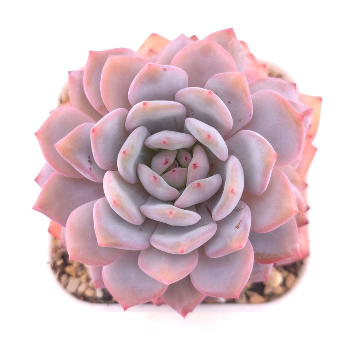 Echeveria ‘Star Orange’ | 星星橙
