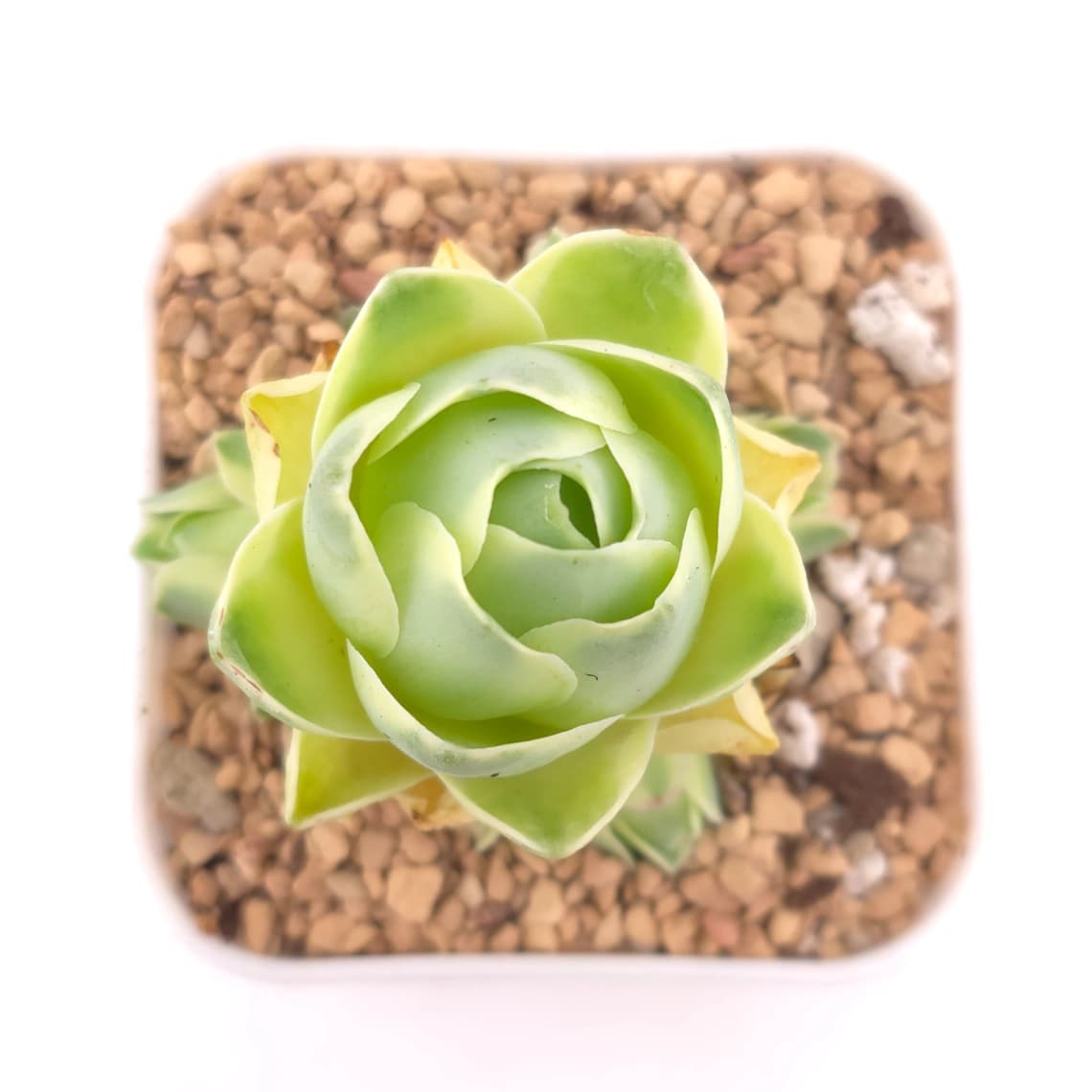 Aeonium greenovia 'Spring Dawn' | 春曉玫瑰