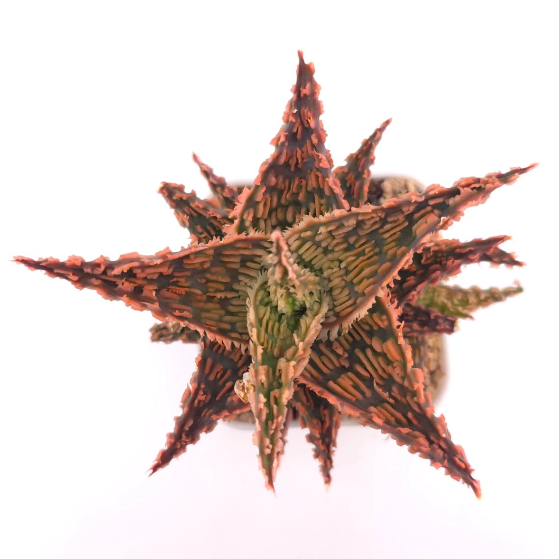 Aloe 'Carol Ridge' | 珊瑚蘆薈
