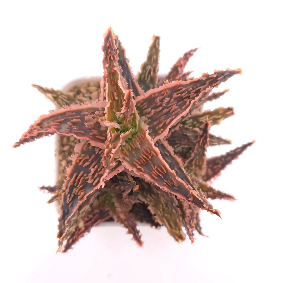 Aloe ‘Castilloniae' | 茜草蘆薈