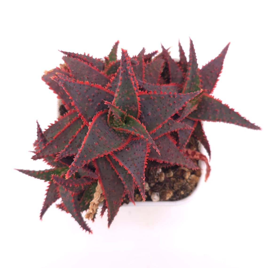 Aloe ‘Christmas Carol’ | 聖誕蘆薈