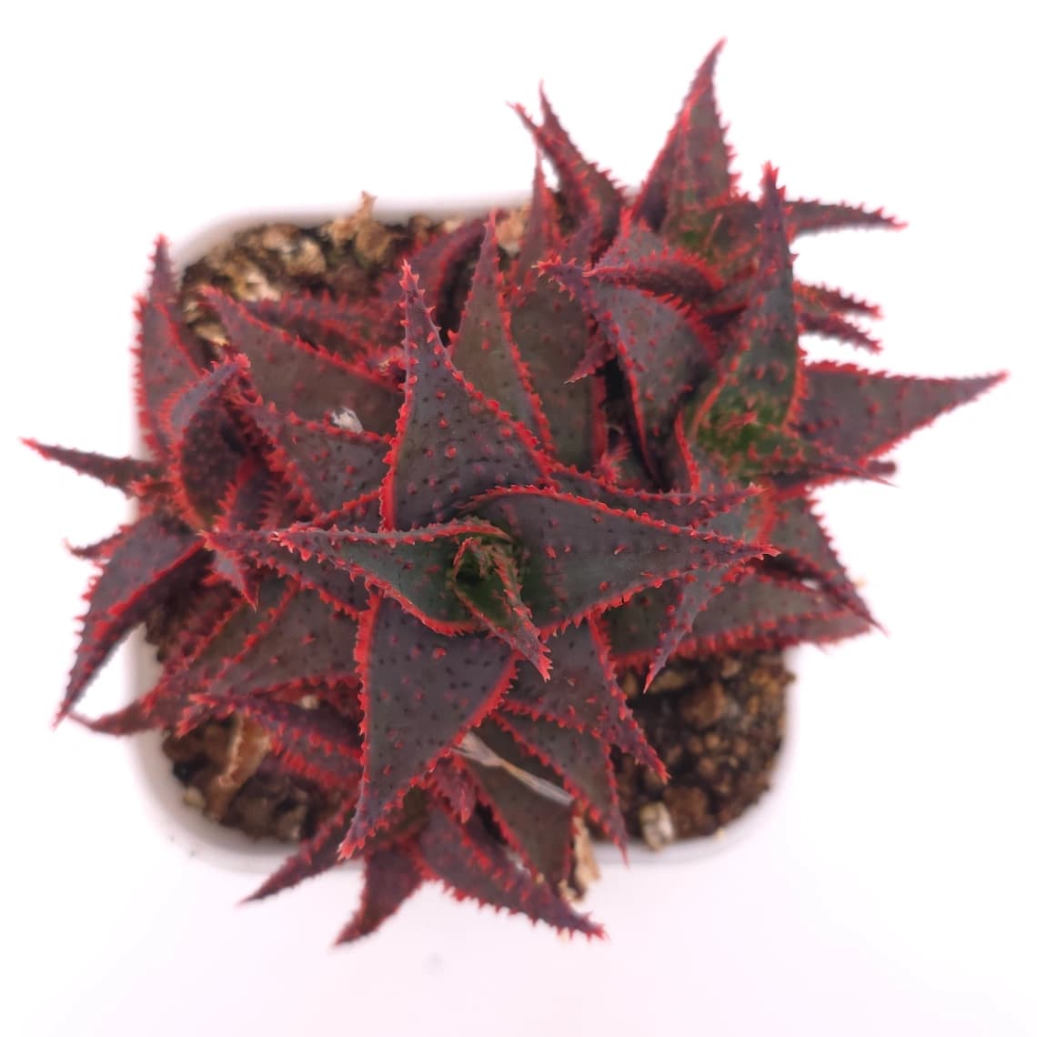 Aloe ‘Christmas Carol’ | 聖誕蘆薈