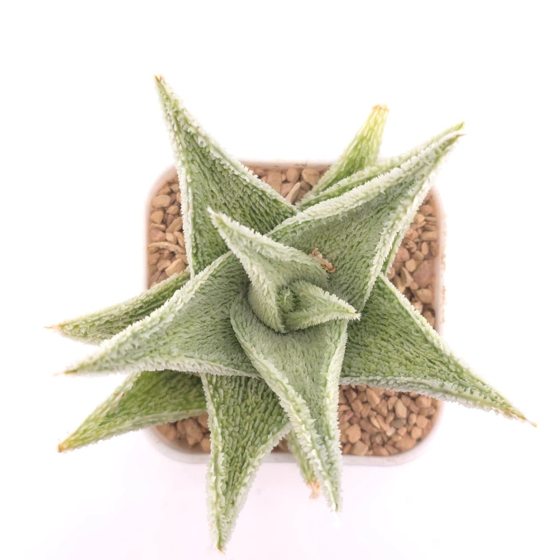 Aloe ‘White Blizzard’ | 白雪蘆薈