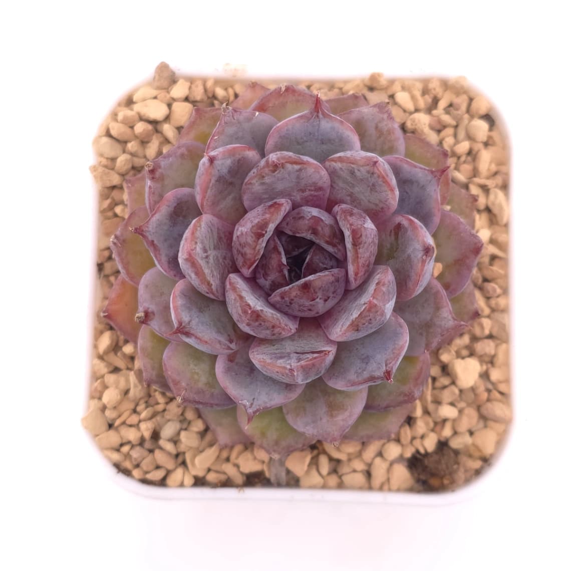 Echeveria ‘Black Crystal’ | 紫水晶