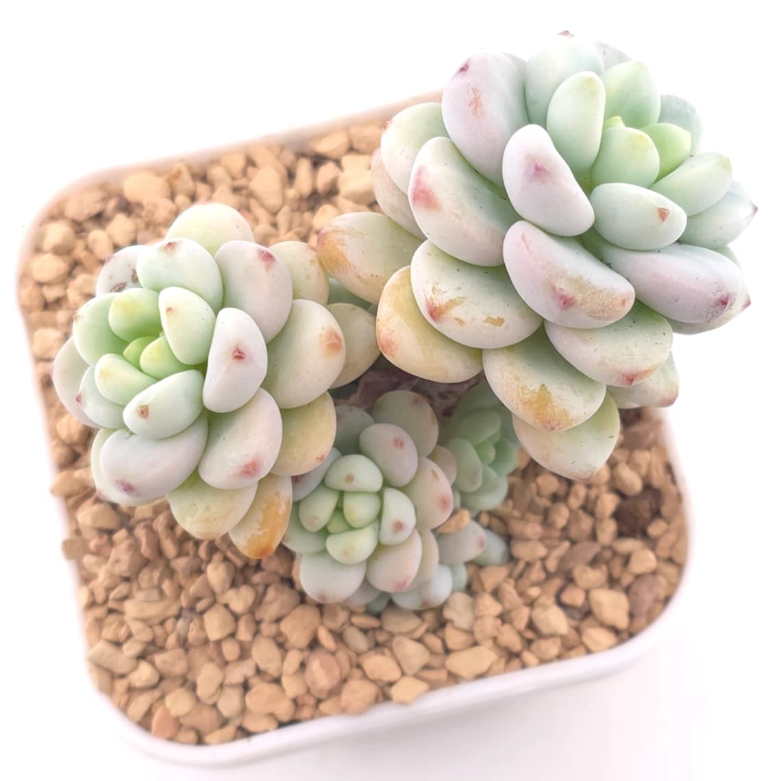 🎁 FREE with $100+ Order — Sedum clavatum clustering | 勞爾群
