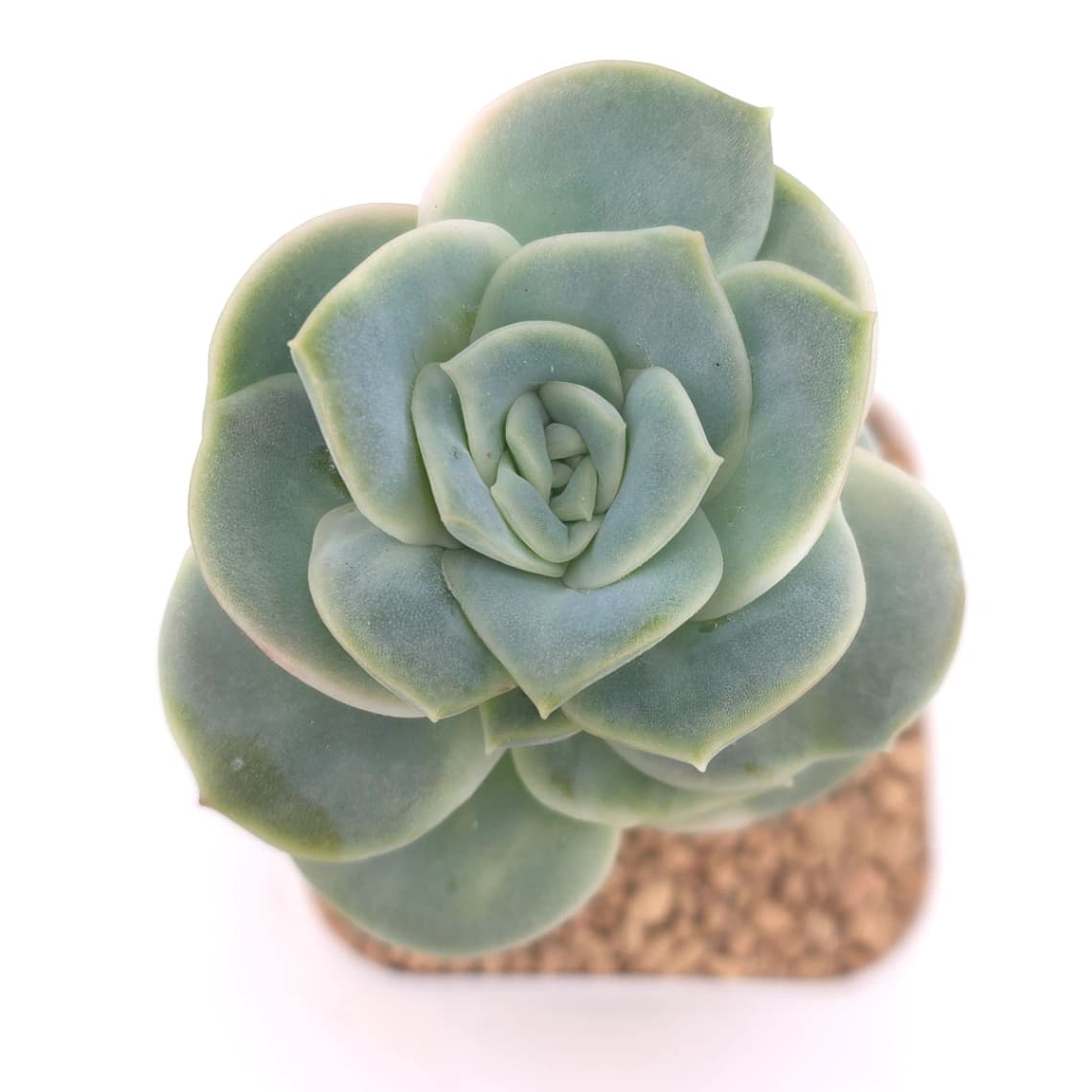 Graptoveria ‘Lovely Rose’ | 可愛玫瑰