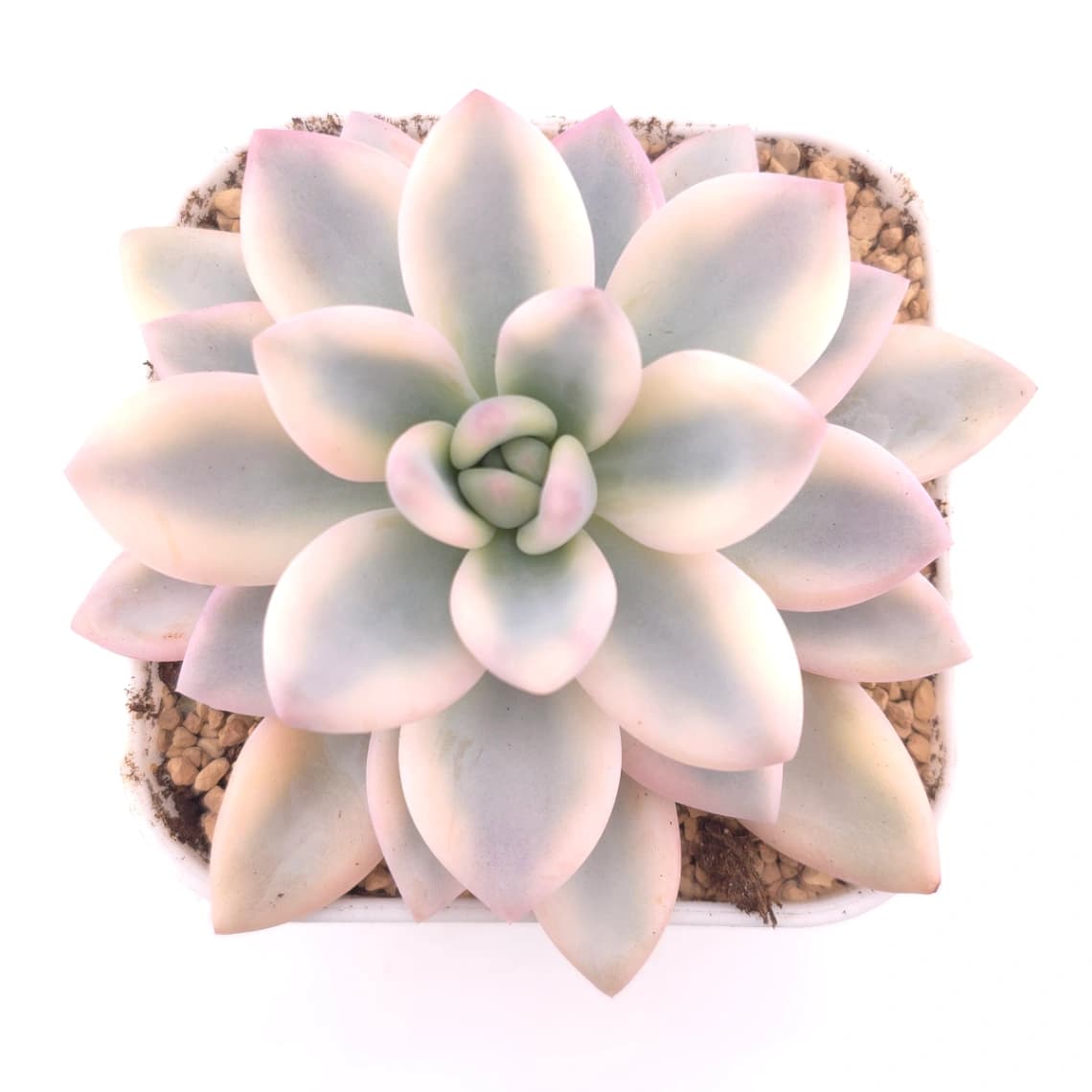 Graptoveria ‘Opalina’ variegated | 奥普琳娜錦