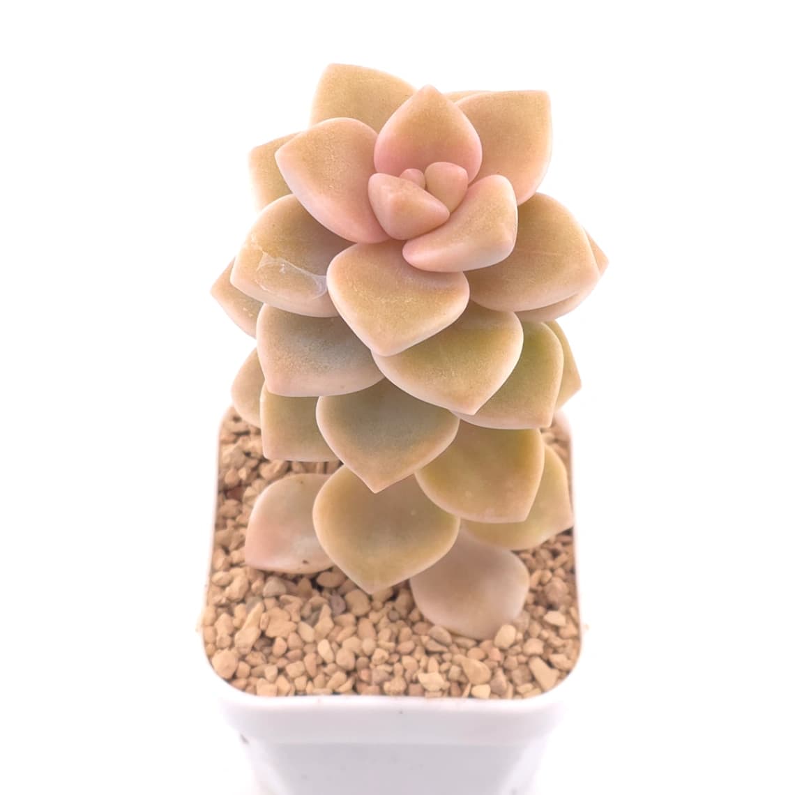 Graptoveria ‘Titubans’ / ‘Apricot Beauty’ | 美杏