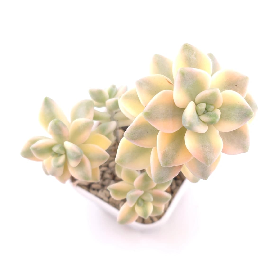 Graptoveria ‘Titubans’ / ‘Apricot Beauty’ variegated | 美杏錦