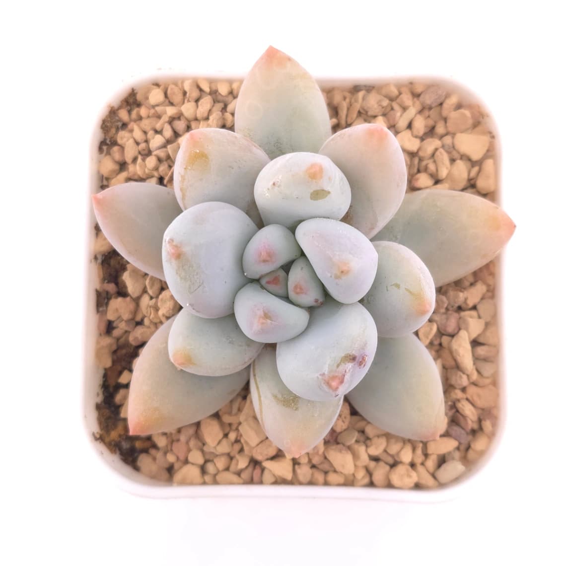 Pachyveria cv ‘Frevel’ | 弗雷費爾