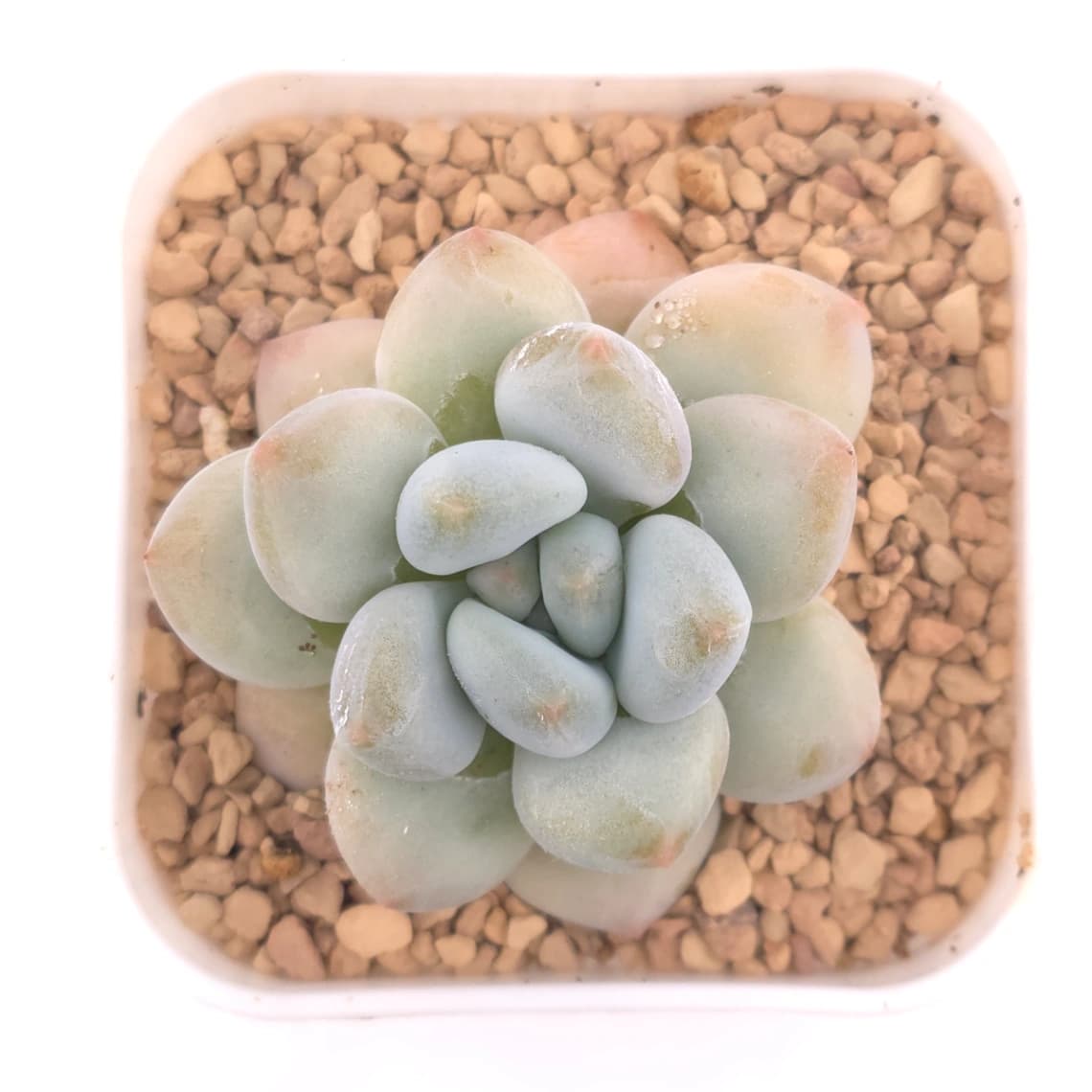 Pachyveria cv ‘Frevel’ | 弗雷費爾