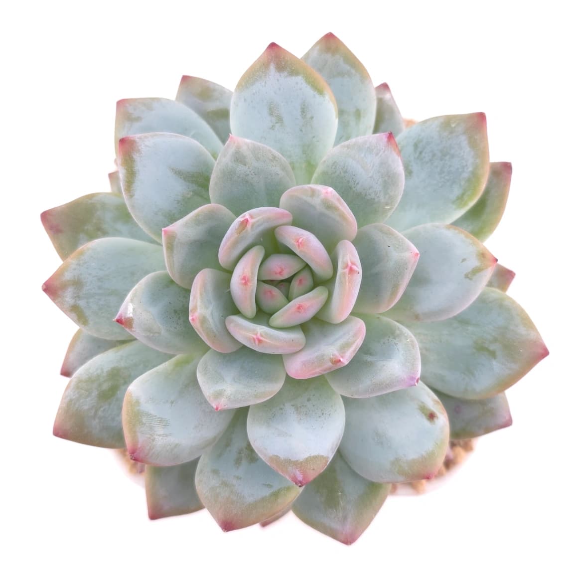 Echeveria ‘Monroe’ | 夢露