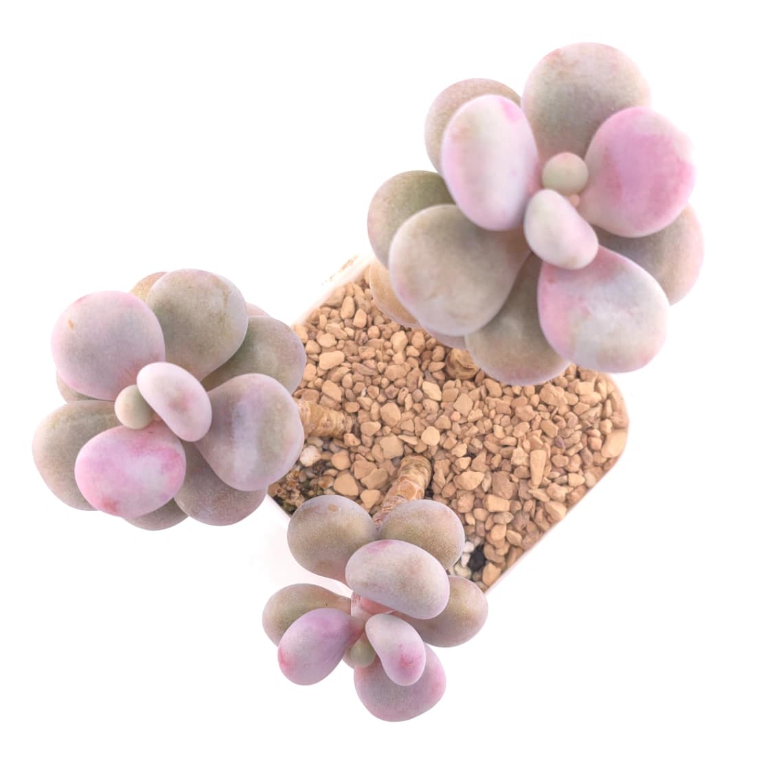 Graptopetalum amethystinum ‘Lavender Pebbles / Pink Moonstone’ | 桃蛋