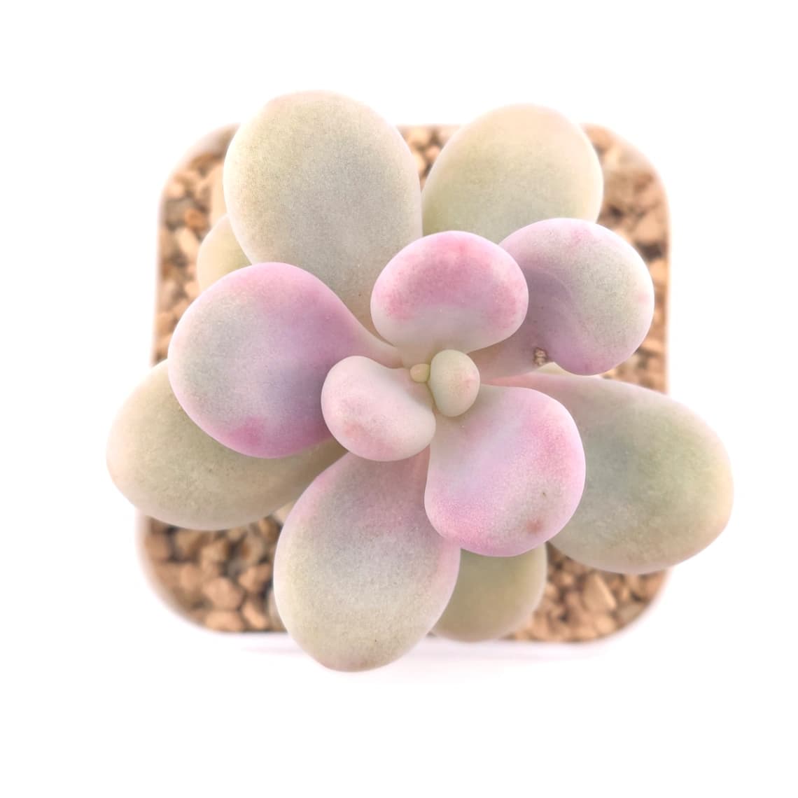 Graptopetalum amethystinum ‘Lavender Pebbles / Pink Moonstone’ | 桃蛋