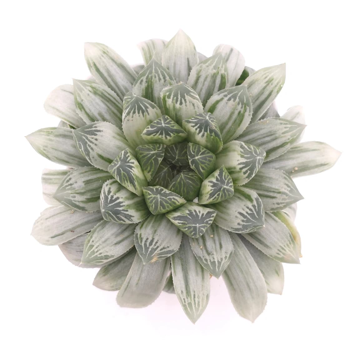 Haworthia cooperi variegated | 白斑玉露錦