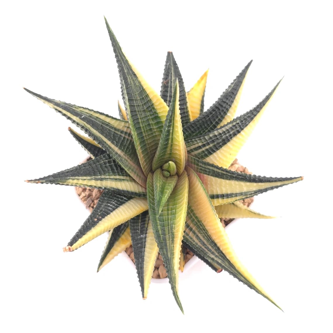 Haworthia limifoli Variegated | 琉璃殿錦