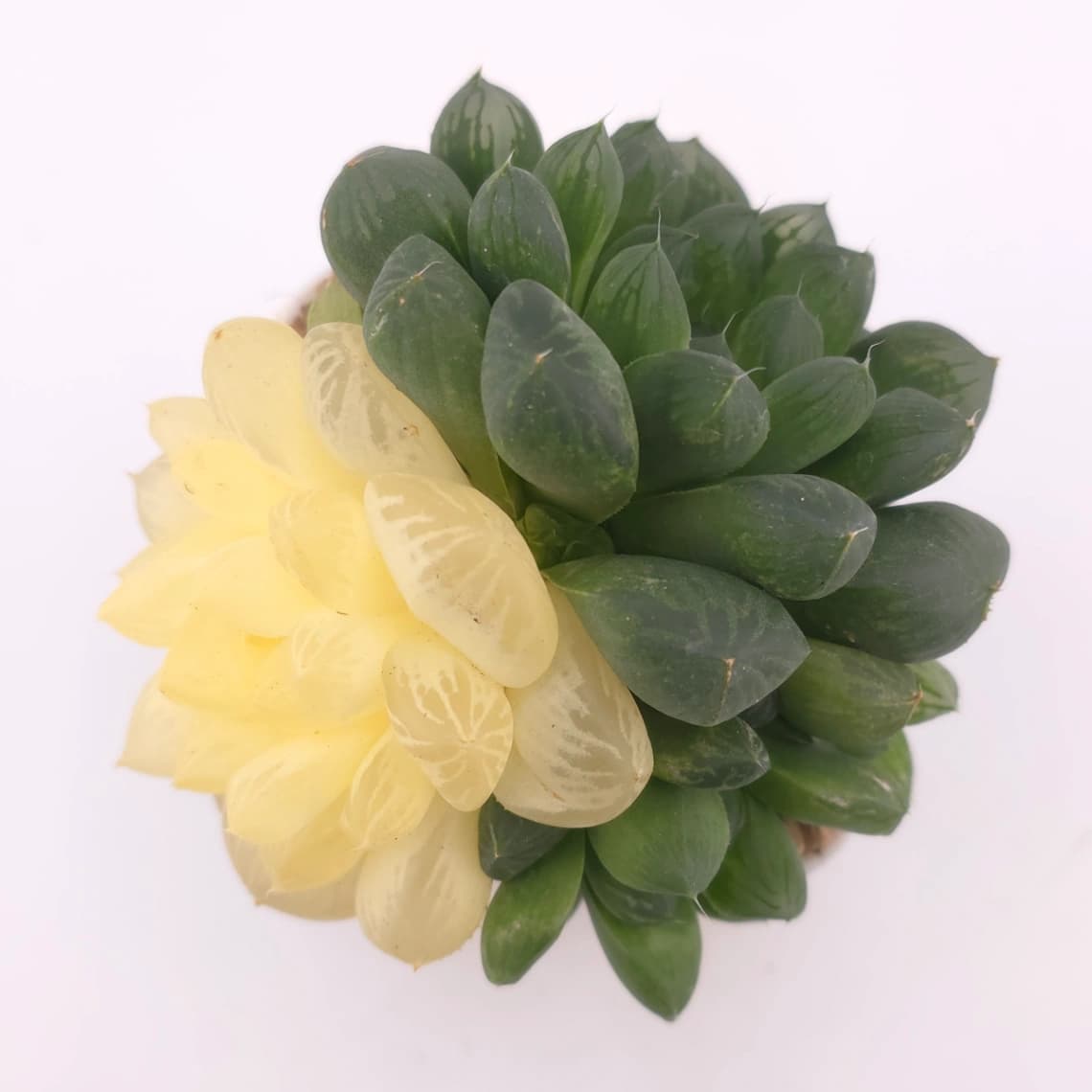 Haworthia Suzhou Variegated | 蘇州玉露錦