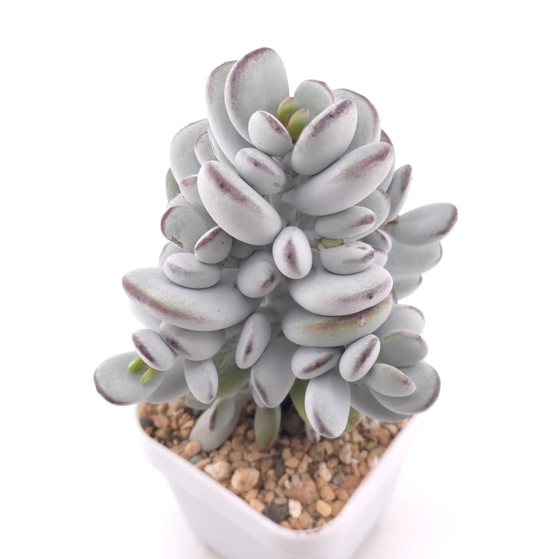 Cotyledon orbiculata | 乒乓福娘
