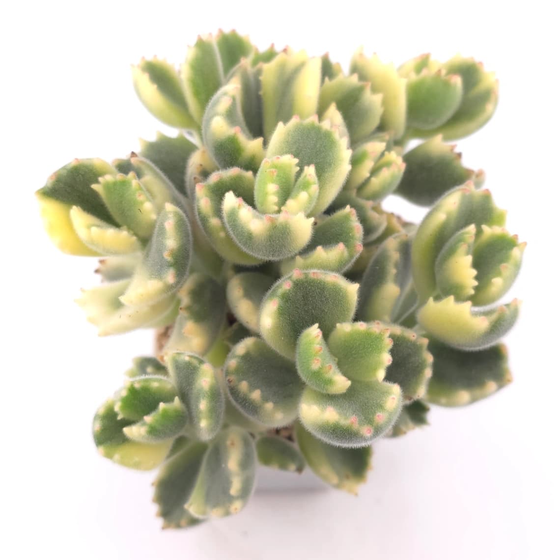 Cotyledon tomentosa ‘Bear’s Paw’ variegated | 白熊