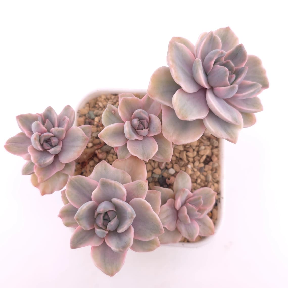 Graptoveria ‘Mrs Richard’ variegated | 彩虹糖錦